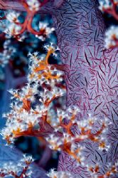 Soft Coral, Bali, 2005, Nikkor 60mm. by Chris Wildblood 